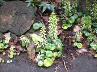 Navelwort (Umbilicus rupestris)